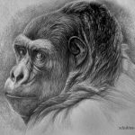 photo example of a gorilla tattoo 28.01.2019 №237 - drawing tattoo gorilla - tattoovalue.net