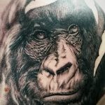 photo example of a gorilla tattoo 28.01.2019 №268 - drawing tattoo gorilla - tattoovalue.net