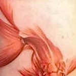 photo goldfish tattoo 04.01.2019 №067 - goldfish tattoo idea - tattoovalue.net