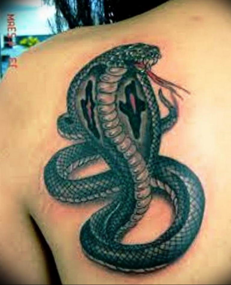 snake tattoo photo 28.01.2019 №056 - snake tattoo idea - tattoovalue.net