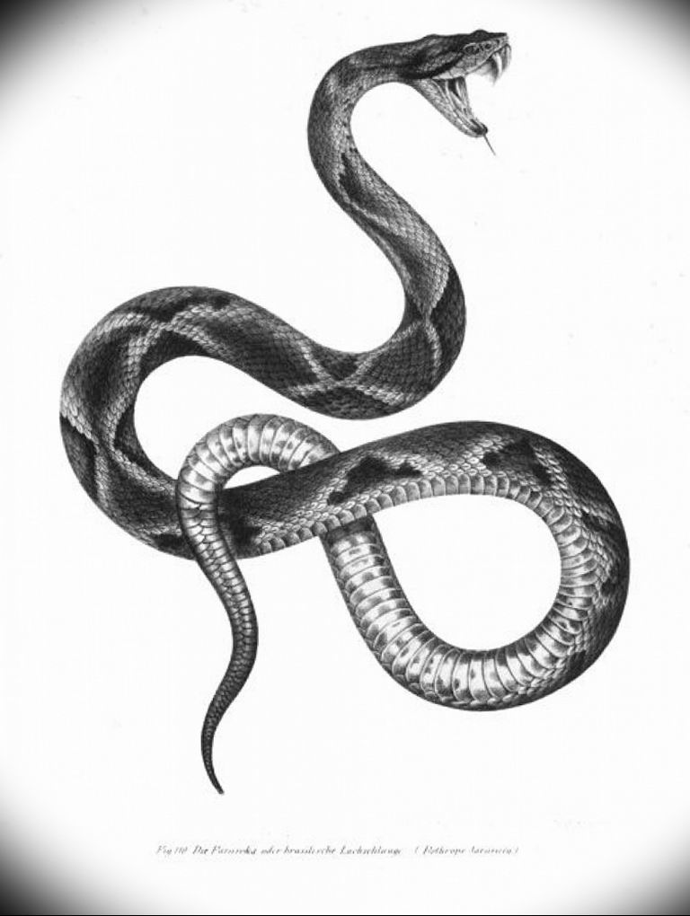 snake tattoo photo 28.01.2019 №130 - snake tattoo idea - tattoovalue.net