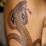 snake tattoo photo 28.01.2019 №257 - snake tattoo idea - tattoovalue.net