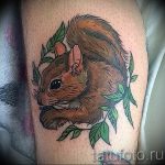 Photo tattoo Squirrel 04.02.2019 №207 - idea for a squirrel tattoo - tattoovalue.net