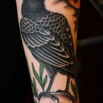 photo tattoo raven on the skull 18.02.2019 №093 - tattoo with skull and raven - tattoovalue.net