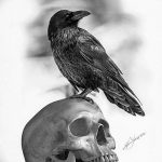 photo tattoo raven on the skull 18.02.2019 №098 - tattoo with skull and raven - tattoovalue.net