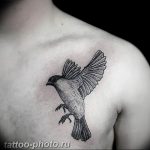 photo tattoo sparrow 19.02.2019 №089 - sparrow tattoo idea - tattoovalue.net