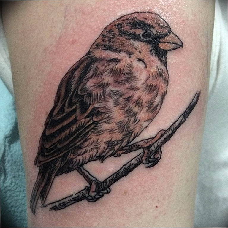 photo tattoo sparrow 19.02.2019 №014 - sparrow tattoo idea - tattoovalue.net