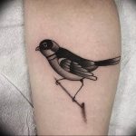 photo tattoo sparrow 19.02.2019 №017 - sparrow tattoo idea - tattoovalue.net