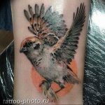 photo tattoo sparrow 19.02.2019 №018 - sparrow tattoo idea - tattoovalue.net