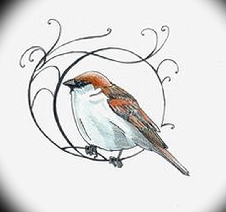 photo tattoo sparrow 19.02.2019 №033 - sparrow tattoo idea - tattoovalue.net