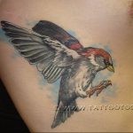 photo tattoo sparrow 19.02.2019 №068 - sparrow tattoo idea - tattoovalue.net