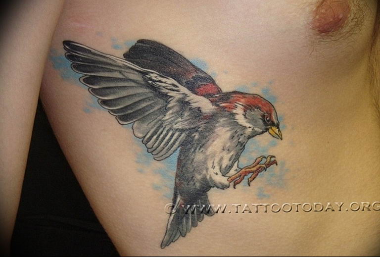 photo tattoo sparrow 19.02.2019 №068 - sparrow tattoo idea - tattoovalue.net
