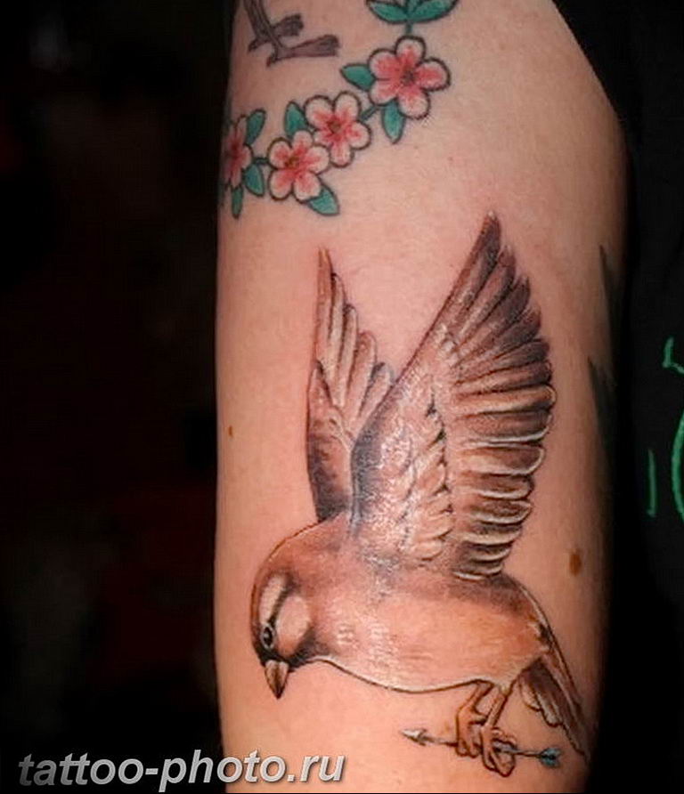 photo tattoo sparrow 19.02.2019 №094 - sparrow tattoo idea - tattoovalue.net