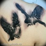 photo tattoo sparrow 19.02.2019 №107 - sparrow tattoo idea - tattoovalue.net