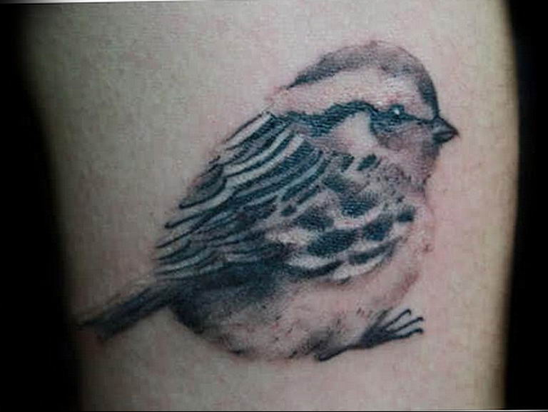 photo tattoo sparrow 19.02.2019 №109 - sparrow tattoo idea - tattoovalue.net