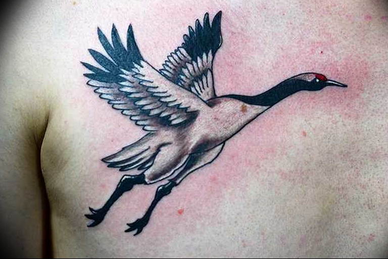 Photo tattoo crane 01.03.2019 №185 - idea for tattoo drawing crane - tattoovalue.net