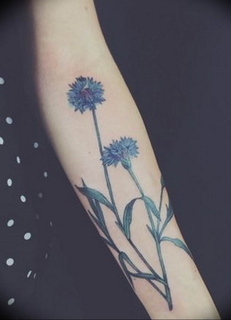 photo tattoo cornflower 03.03.2019 №006 - idea for a tattoo with cornflower - tattoovalue.net