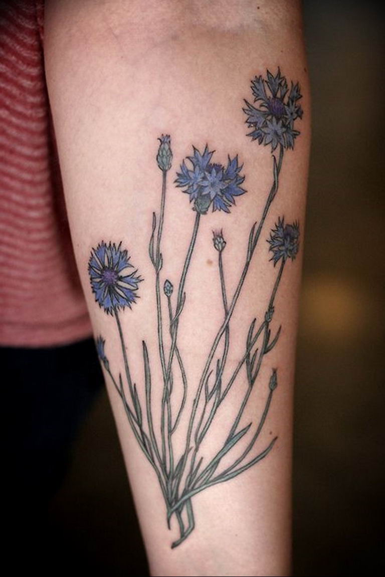 photo tattoo cornflower 03.03.2019 №008 - idea for a tattoo with cornflower - tattoovalue.net