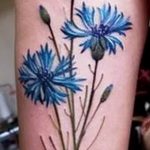 photo tattoo cornflower 03.03.2019 №043 - idea for a tattoo with cornflower - tattoovalue.net