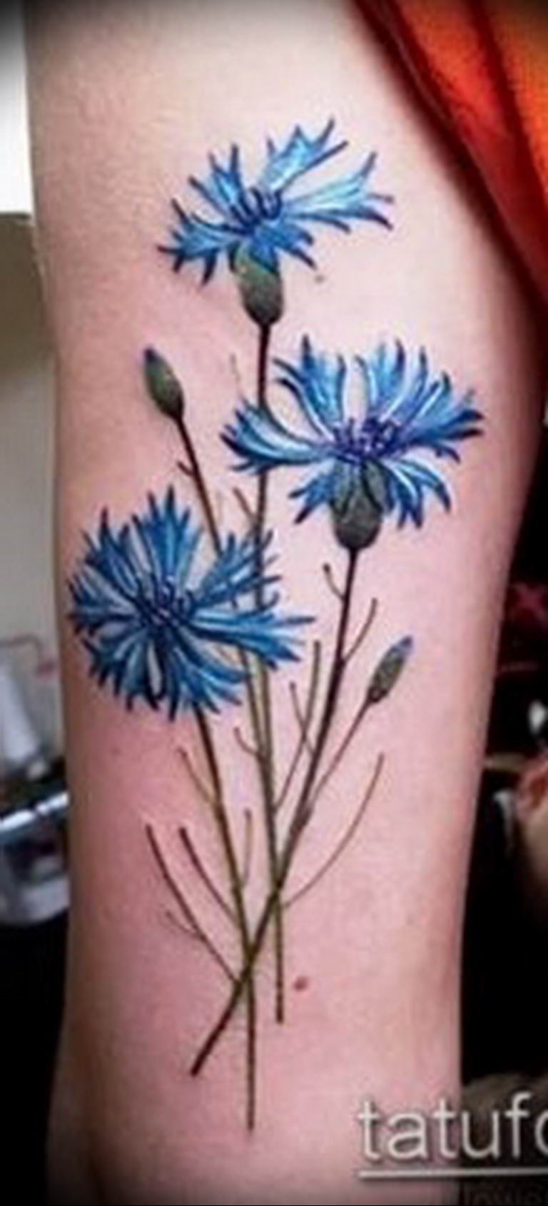 photo tattoo cornflower 03.03.2019 №043 - idea for a tattoo with cornflower - tattoovalue.net