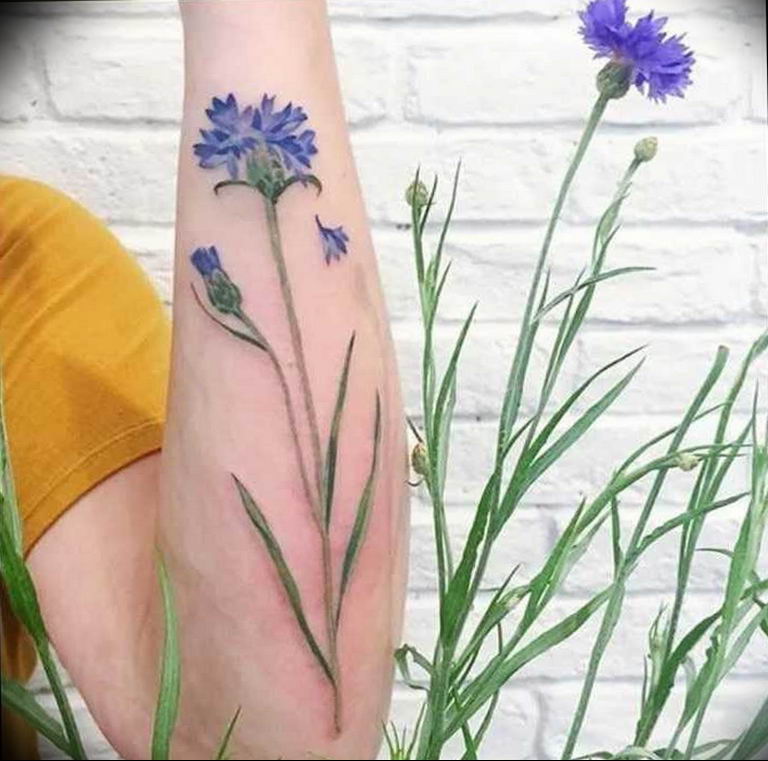 photo tattoo cornflower 03.03.2019 №083 - idea for a tattoo with cornflower - tattoovalue.net
