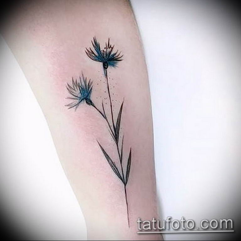 photo tattoo cornflower 03.03.2019 №103 - idea for a tattoo with cornflower - tattoovalue.net