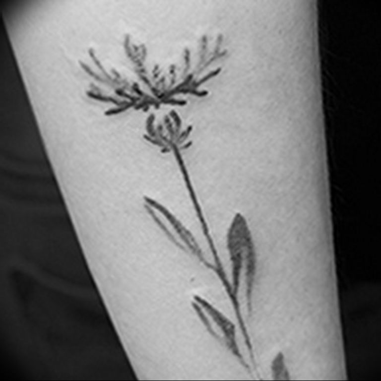 photo tattoo cornflower 03.03.2019 №121 - idea for a tattoo with cornflower - tattoovalue.net