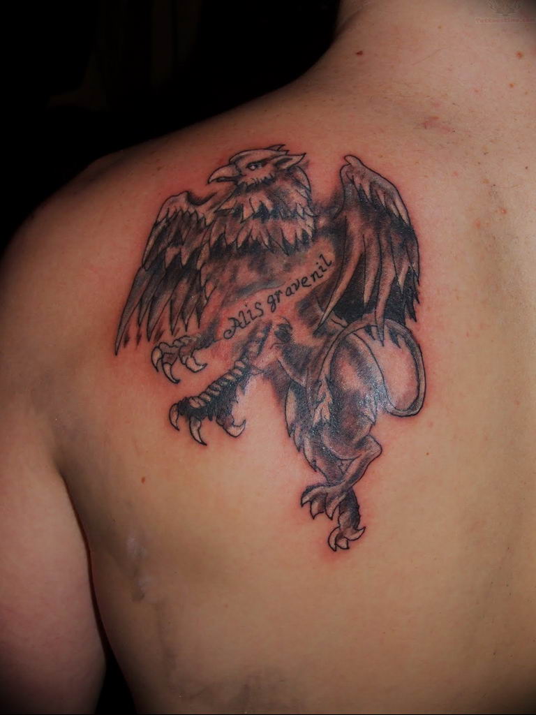 photo tattoo griffin 04.03.2019 №017 - idea for drawing a tattoo with a griffin - tattoovalue.net