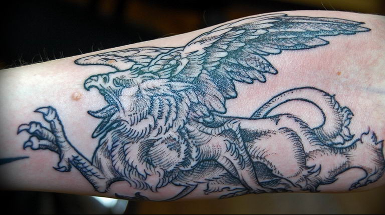 photo tattoo griffin 04.03.2019 №019 - idea for drawing a tattoo with a griffin - tattoovalue.net