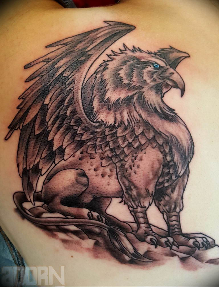 photo tattoo griffin 04.03.2019 №038 - idea for drawing a tattoo with a griffin - tattoovalue.net