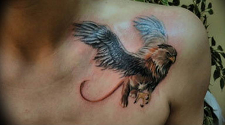 photo tattoo griffin 04.03.2019 №159 - idea for drawing a tattoo with a griffin - tattoovalue.net
