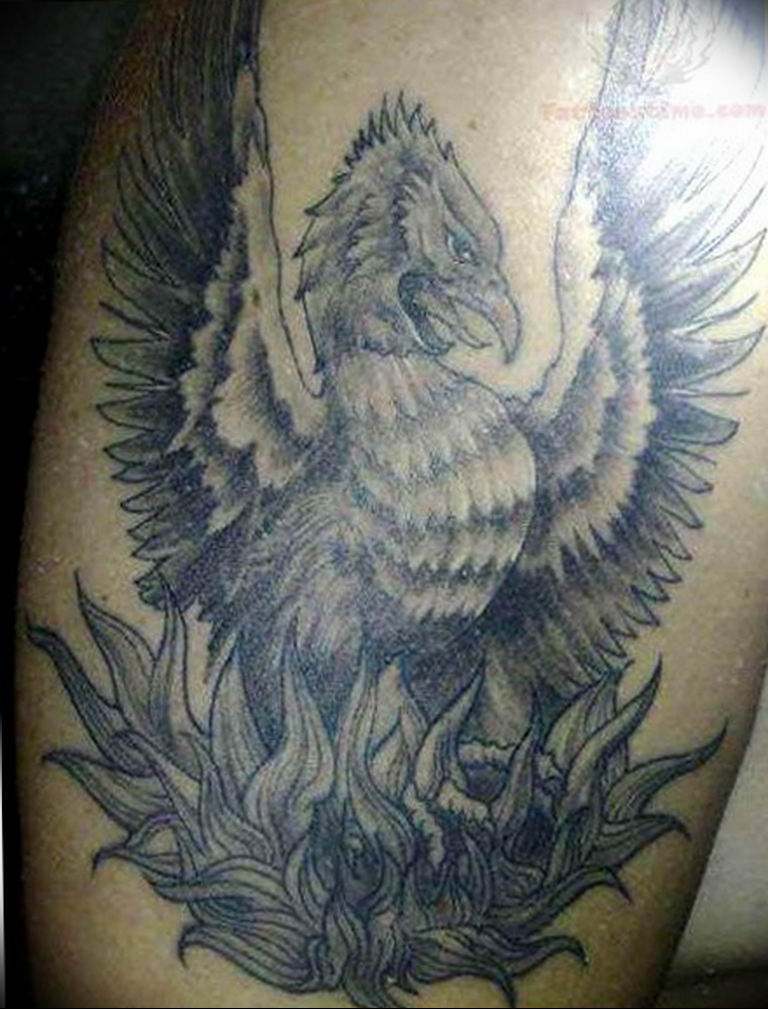 photo tattoo griffin 04.03.2019 №204 - idea for drawing a tattoo with a griffin - tattoovalue.net