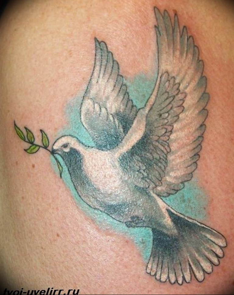 photo tattoo pigeon  №180 - idea for drawing pigeon tattoo -   
