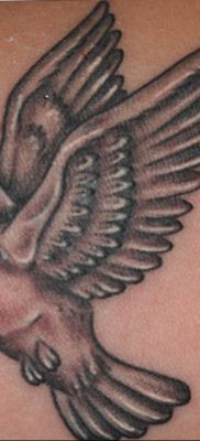 photo tattoo pigeon 03.03.2019 №011 – idea for drawing pigeon tattoo – tattoovalue.net