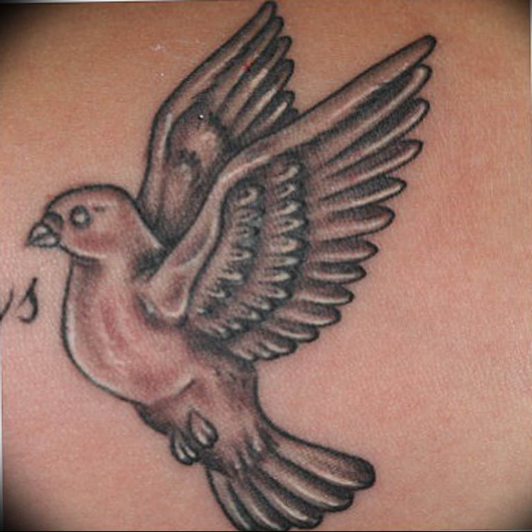 photo tattoo pigeon 03.03.2019 №011 - idea for drawing pigeon tattoo - tattoovalue.net