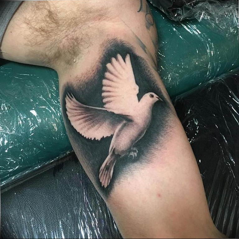 photo tattoo pigeon 03.03.2019 №018 - idea for drawing pigeon tattoo - tattoovalue.net