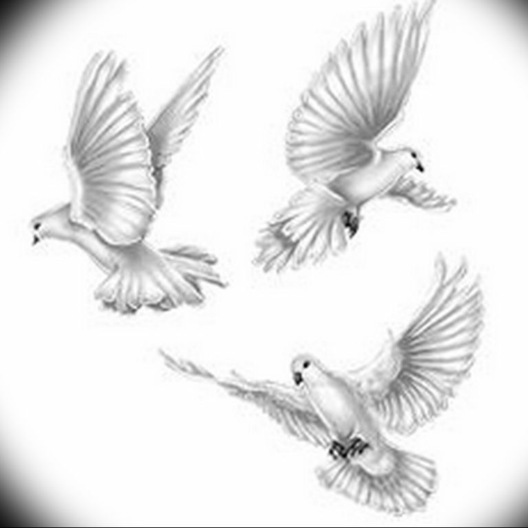 photo tattoo pigeon 03.03.2019 №097 - idea for drawing pigeon tattoo - tattoovalue.net