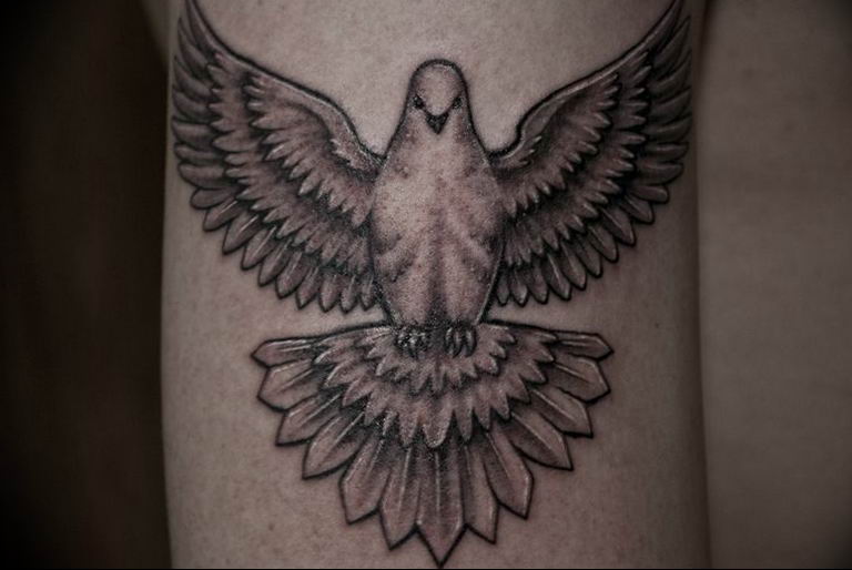 photo tattoo pigeon 03.03.2019 №100 - idea for drawing pigeon tattoo - tattoovalue.net