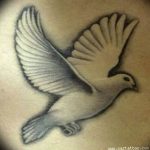 photo tattoo pigeon 03.03.2019 №106 - idea for drawing pigeon tattoo - tattoovalue.net
