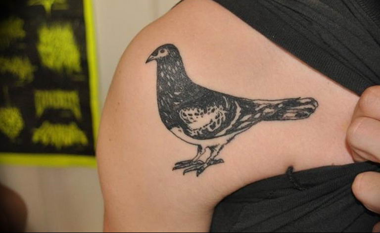 photo tattoo pigeon 03.03.2019 №129 - idea for drawing pigeon tattoo - tattoovalue.net
