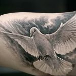photo tattoo pigeon 03.03.2019 №132 - idea for drawing pigeon tattoo - tattoovalue.net