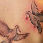 photo tattoo pigeon 03.03.2019 №160 - idea for drawing pigeon tattoo - tattoovalue.net
