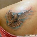 photo tattoo pigeon 03.03.2019 №205 - idea for drawing pigeon tattoo - tattoovalue.net