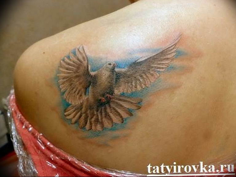 photo tattoo pigeon 03.03.2019 №205 - idea for drawing pigeon tattoo - tattoovalue.net