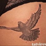 photo tattoo pigeon 03.03.2019 №227 - idea for drawing pigeon tattoo - tattoovalue.net