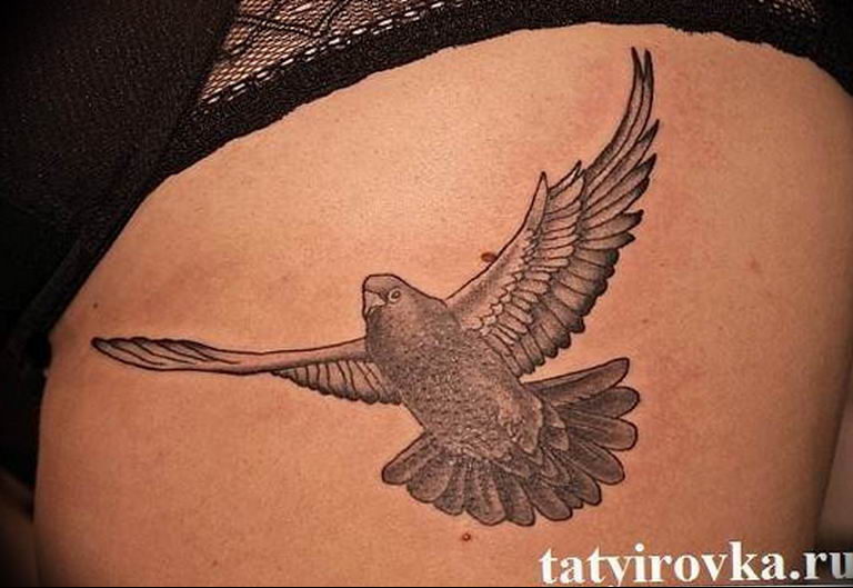 photo tattoo pigeon 03.03.2019 №227 - idea for drawing pigeon tattoo - tattoovalue.net