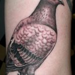 photo tattoo pigeon 03.03.2019 №230 - idea for drawing pigeon tattoo - tattoovalue.net
