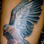 photo tattoo pigeon 03.03.2019 №256 - idea for drawing pigeon tattoo - tattoovalue.net
