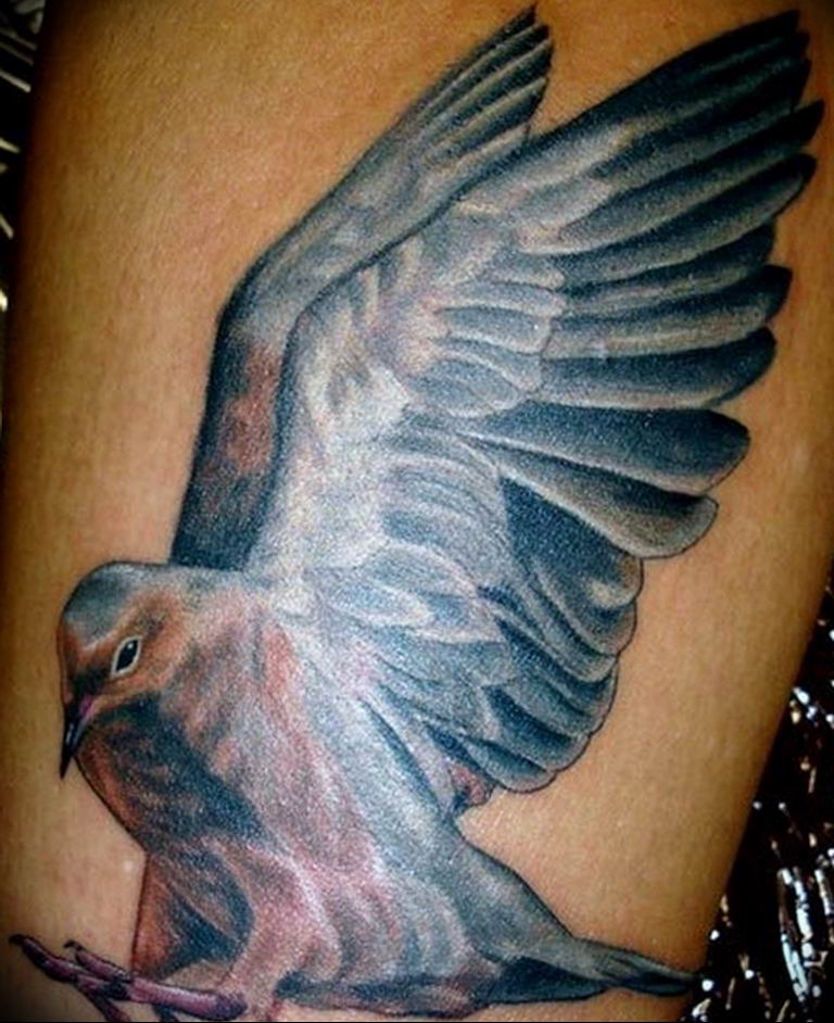 photo tattoo pigeon 03.03.2019 №256 - idea for drawing pigeon tattoo - tattoovalue.net