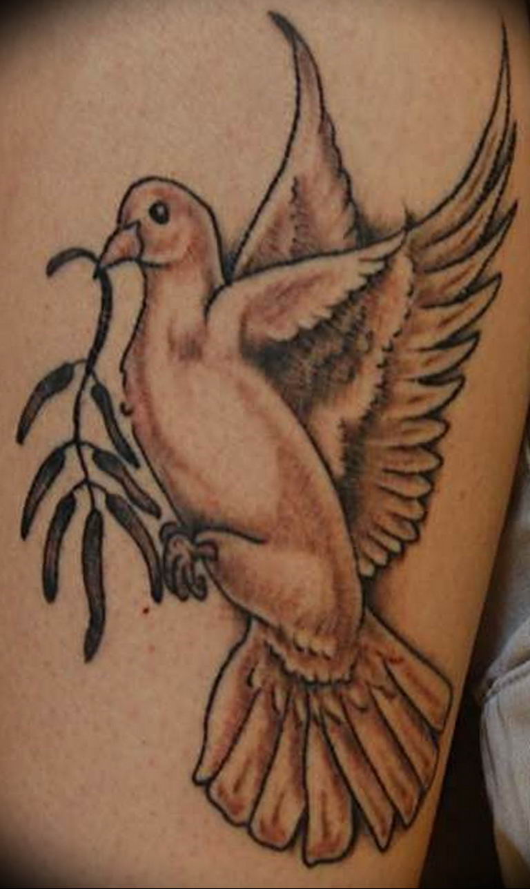 photo tattoo pigeon 03.03.2019 №259 - idea for drawing pigeon tattoo - tattoovalue.net